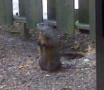 Groundhog